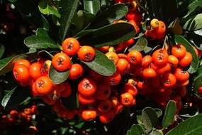 Pyracantha berries